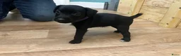 Patterdale Terrier dogs for sale: Docked Patterdale Black Puppies  - Advert 11