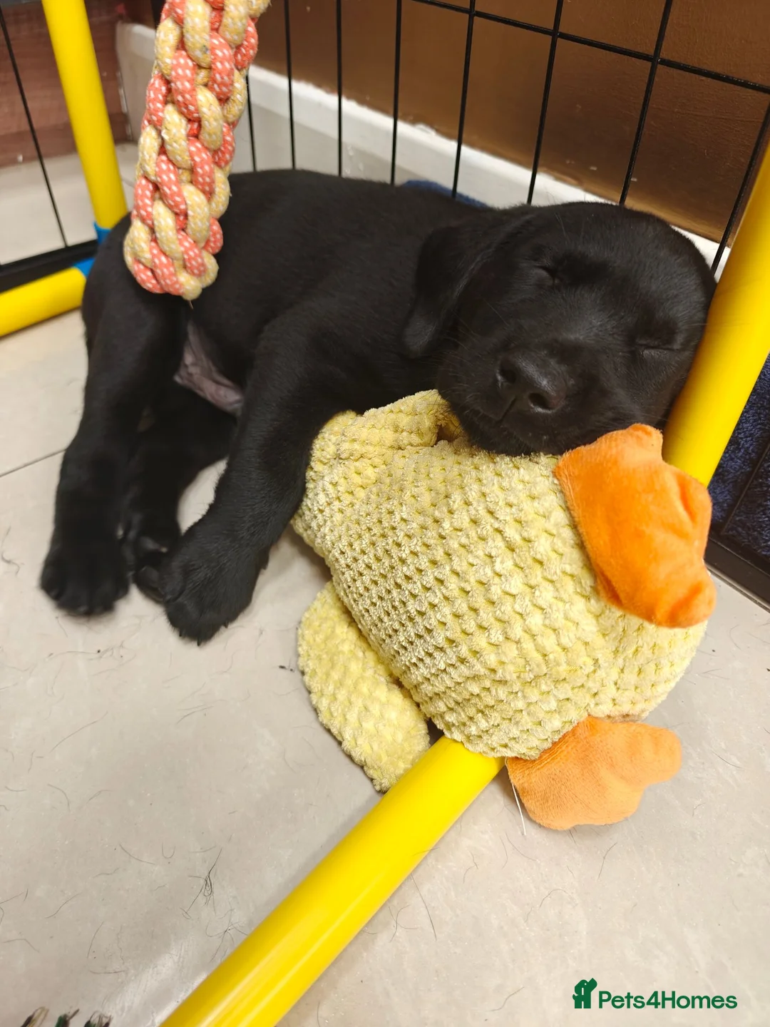 Labrador Retriever dogs for sale: Mr Orange – Gorgeous Black Labrador Boy - Advert 2