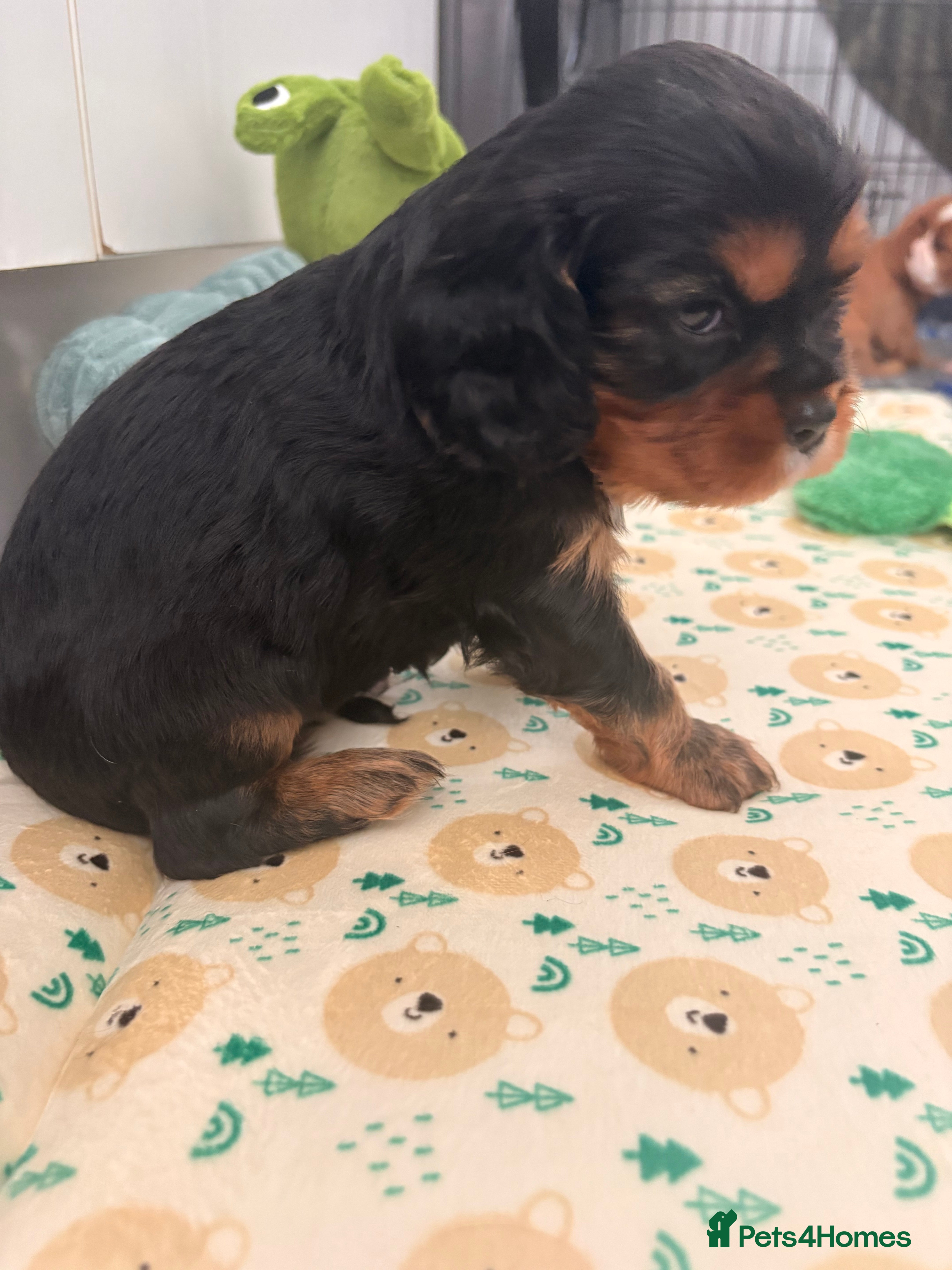 Cavalier King Charles Spaniel dogs KC registered parents/DNA tested. - Advert 2