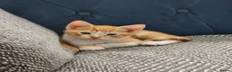 Mixed Breed cats for sale: 2 Ginger and 1 gray male cats - READY TO GO - Advert 9