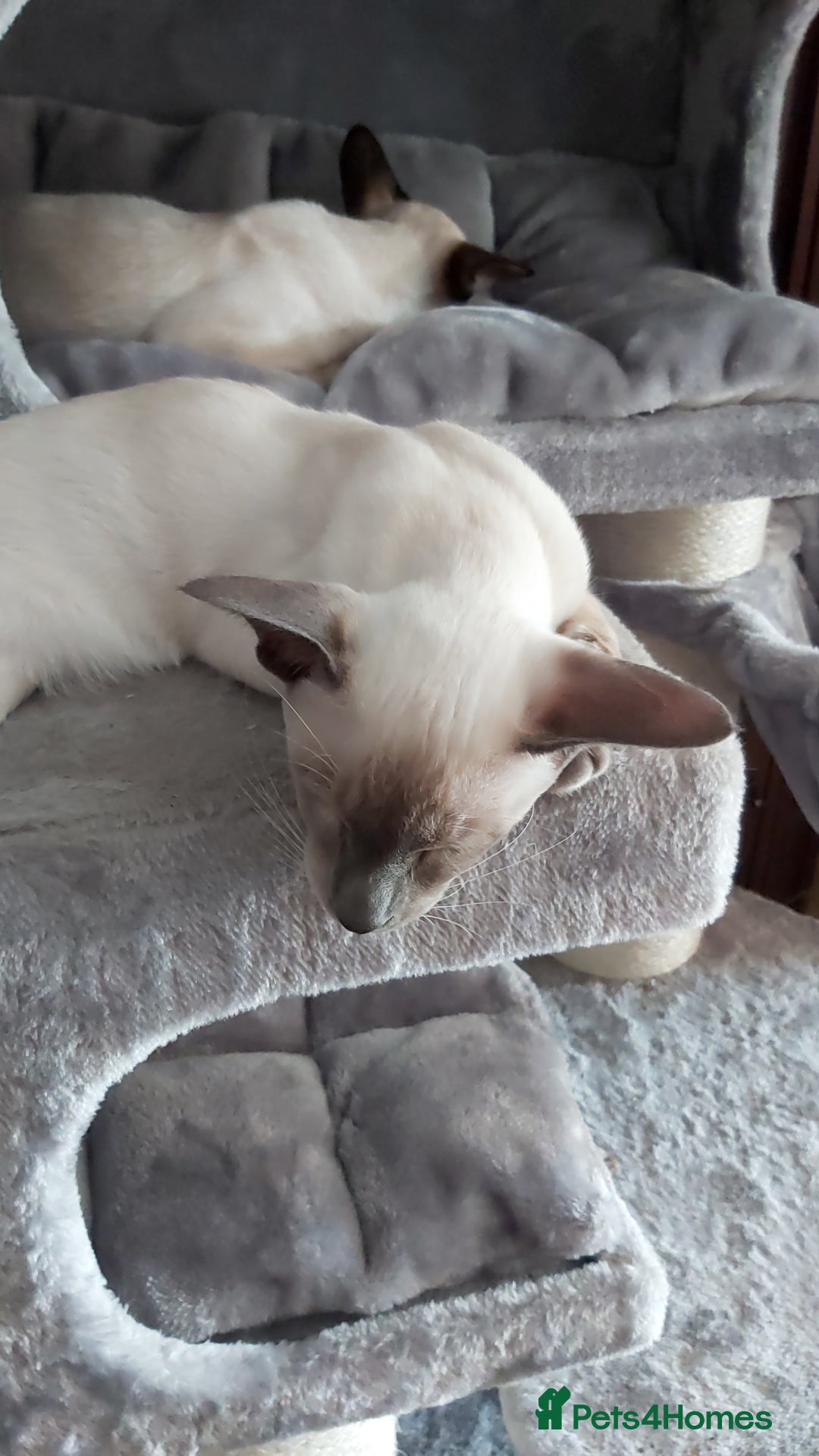 Oriental cats for sale: Full Pedigree Oriental 2 Kittens XL size ears GCCF - Image 18