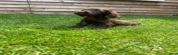 Cockapoo dogs for sale: Stunning F1 Miniature Cockerpoo Puppies - Advert 30