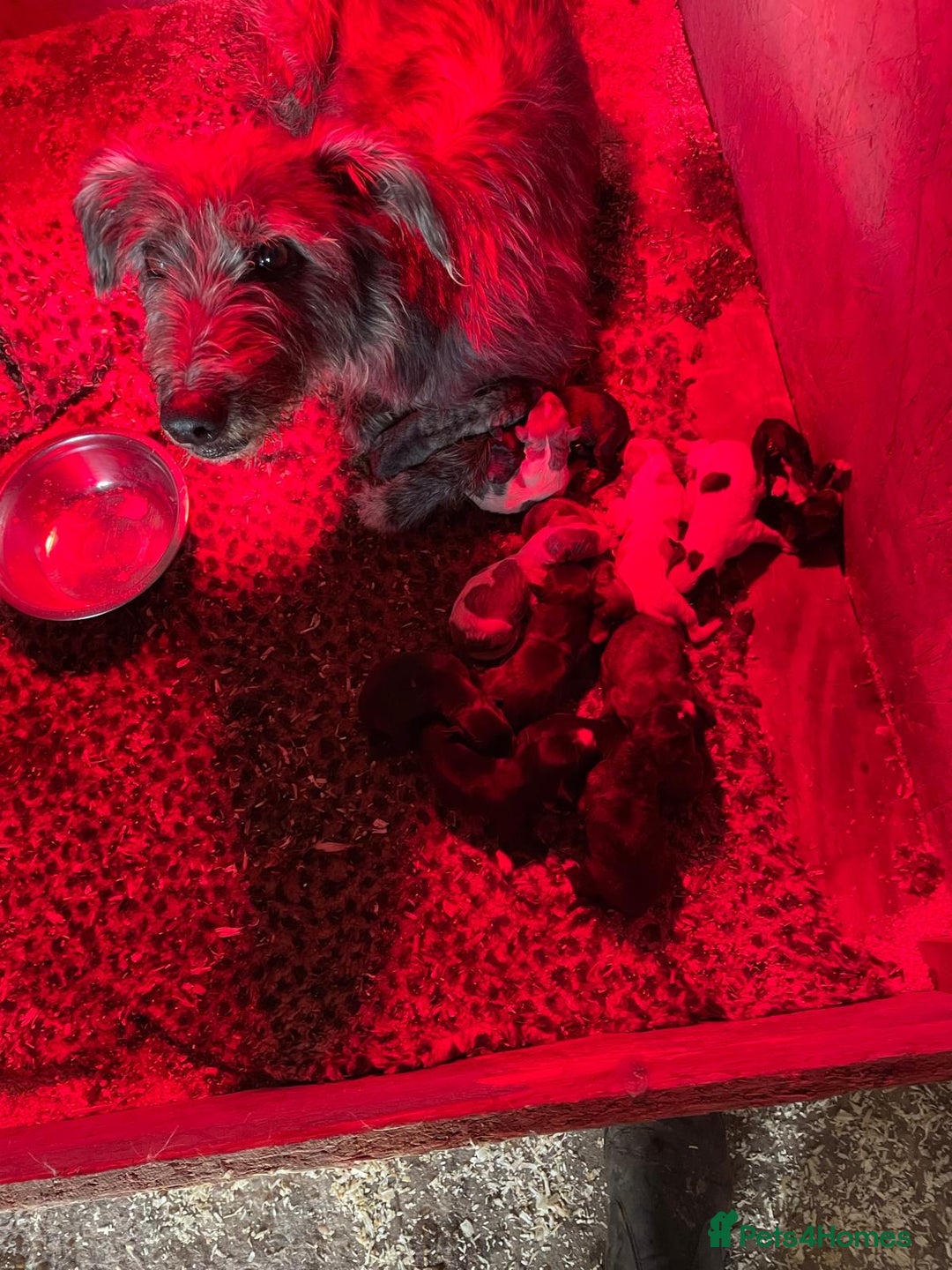 Whippet dogs for sale: Bedlington whippet puppies  - Advert 1