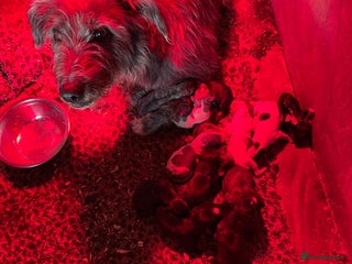 Whippet dogs Bedlington whippet puppies - Advert 14