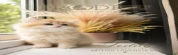 British Shorthair cats for sale: Exceptional Rare GCCF Golden BSH Kittens - Advert 8