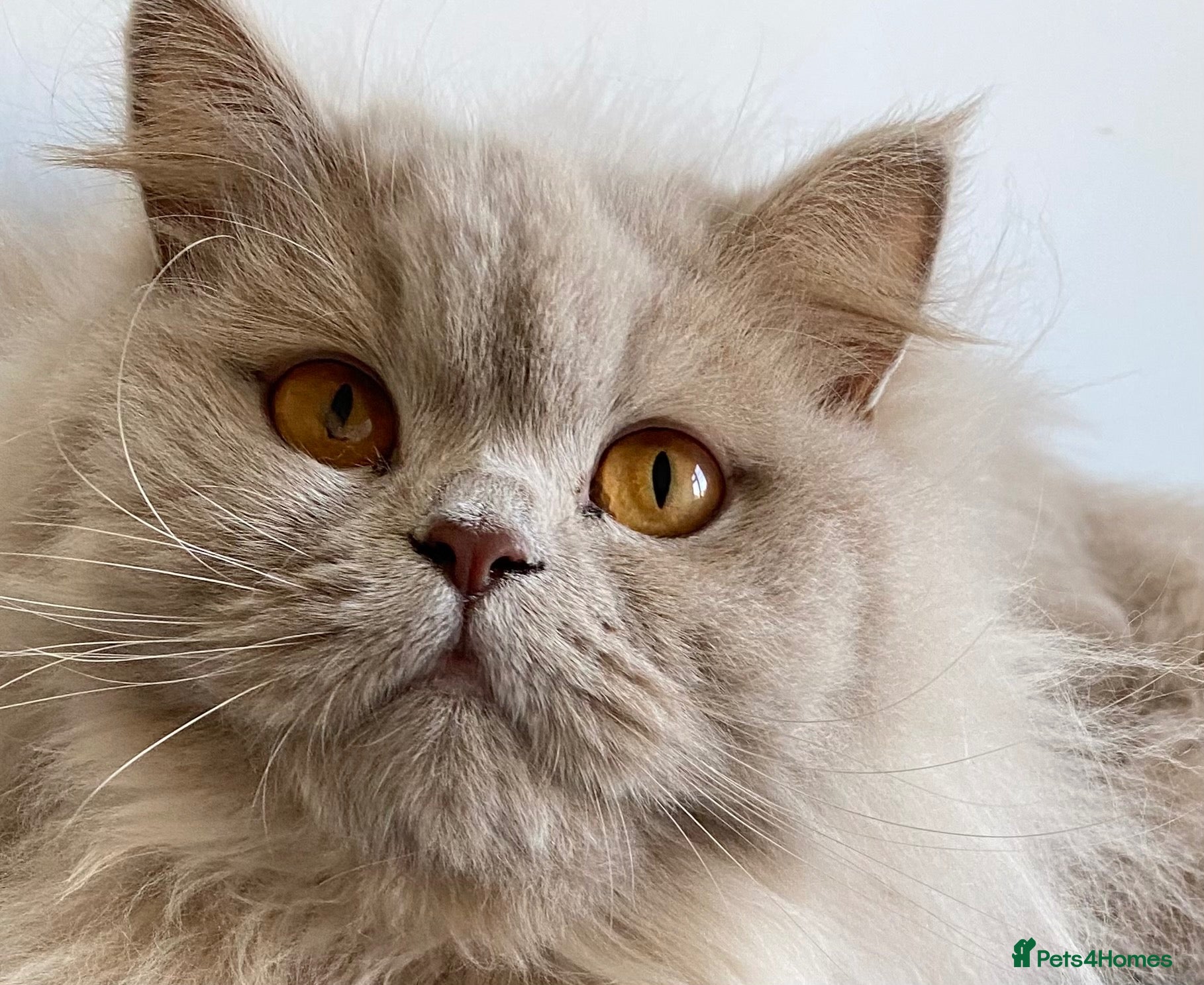 British Shorthair cats British Longhair & Shorthair  - Advert 1