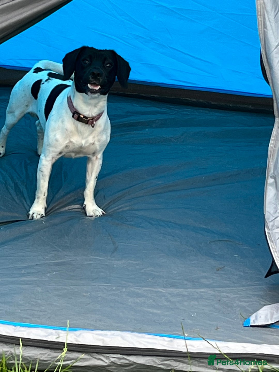 Mixed Breed dogs for sale: 2 year old jack Russell cross - Advert 5