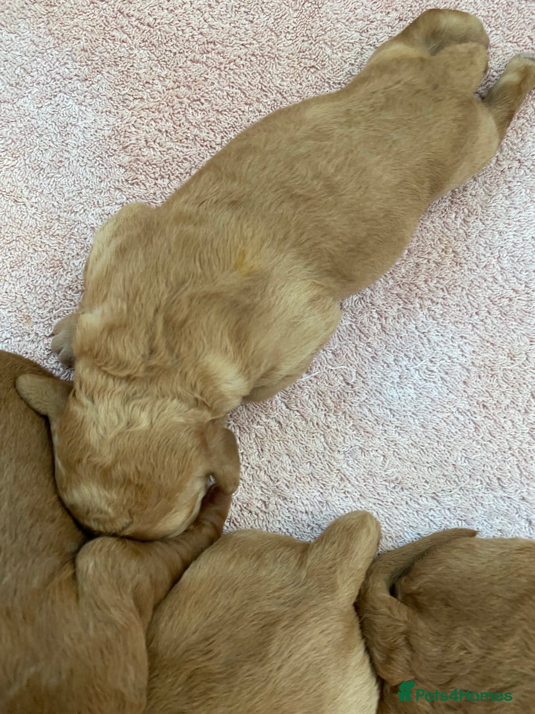 Labradoodle dogs for sale: F1 Red Miniature Labradoodles  - Advert 30