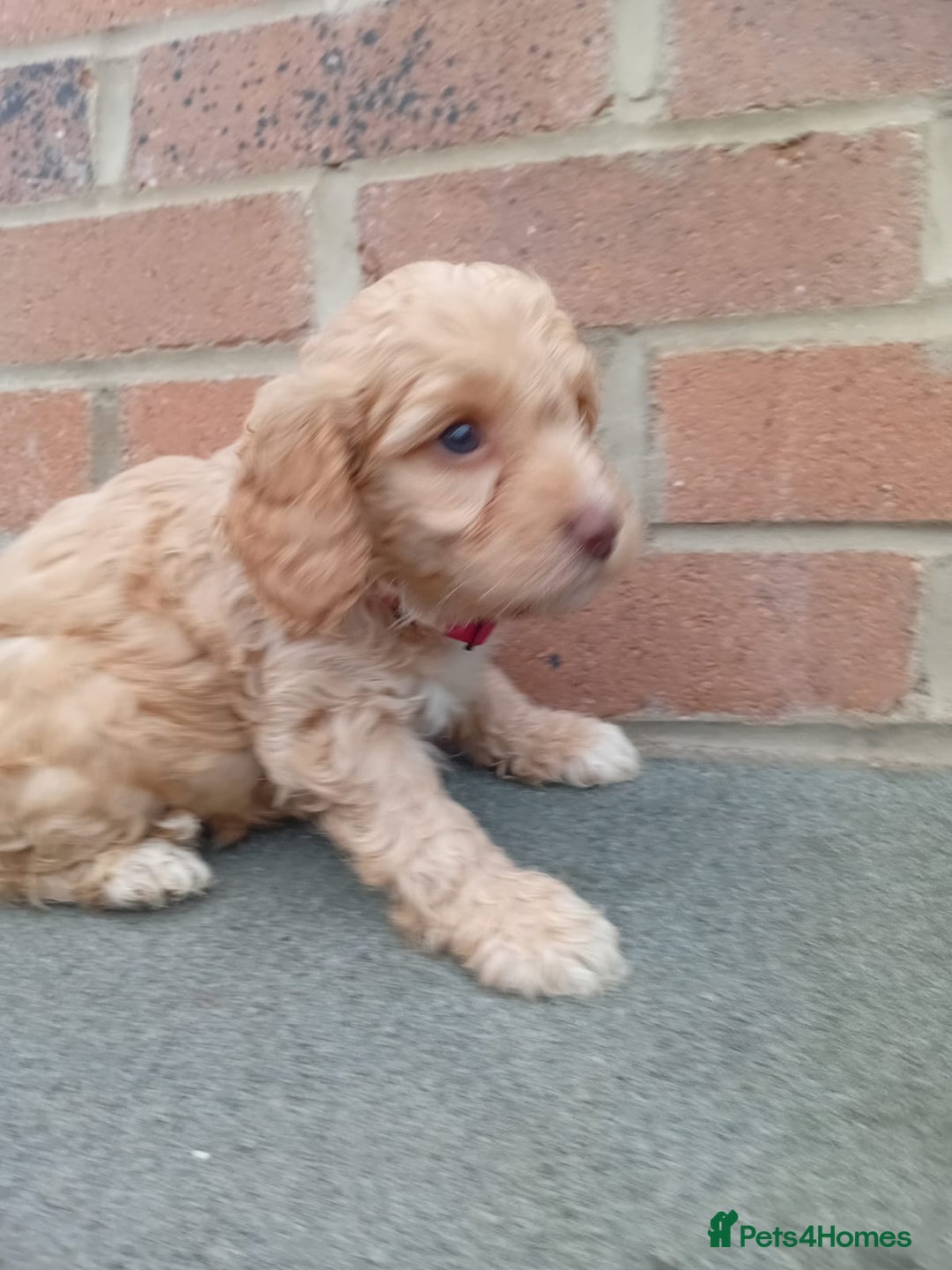 Cockapoo dogs for sale: Ready now stunning cockapoo girls - Advert 22