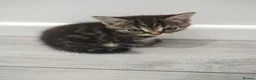 Mixed Breed cats for sale: Cute kittens - Advert 5