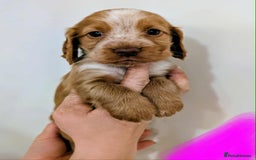 Cocker Spaniel dogs for sale: Beautiful Cocker Spaniel puppies - Image 1