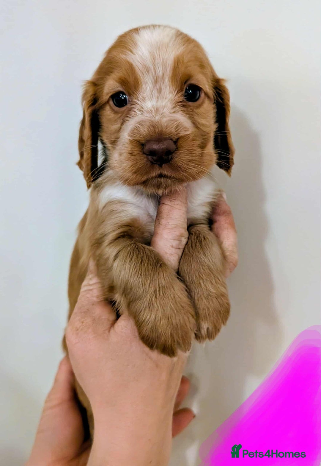 Cocker Spaniel dogs for sale: Beautiful Cocker Spaniel puppies - Image 1