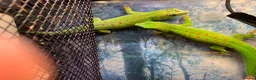 Gecko reptiles for sale: Giant Madagascan Day Gecko’s x2 - Advert 2