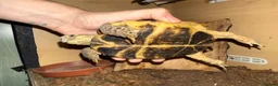 Tortoise reptiles for sale: Horefield Tortoise in Worthing - Advert 3