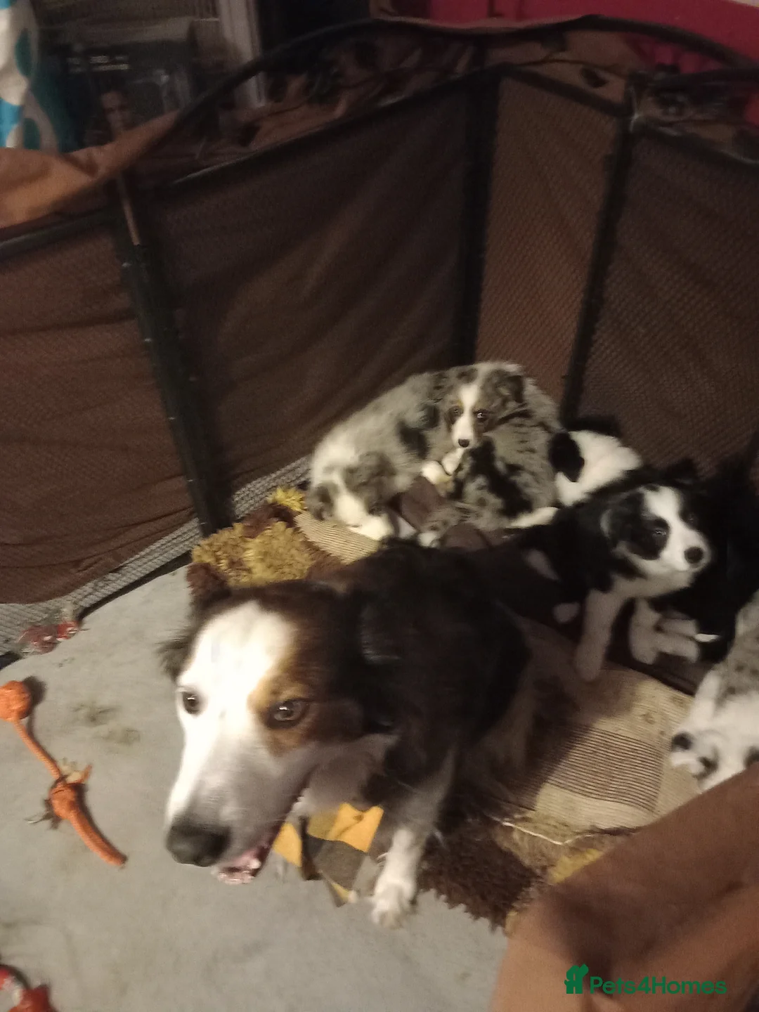 Border Collie dogs for sale: Pure breed border collies  - Advert 1