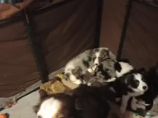 Border Collie dogs Pure breed border collies - Advert 2