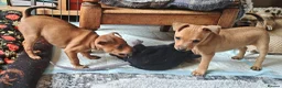Miniature Pinscher dogs for sale: Lovely red boy ready for loving home in Edinburgh - Advert 19