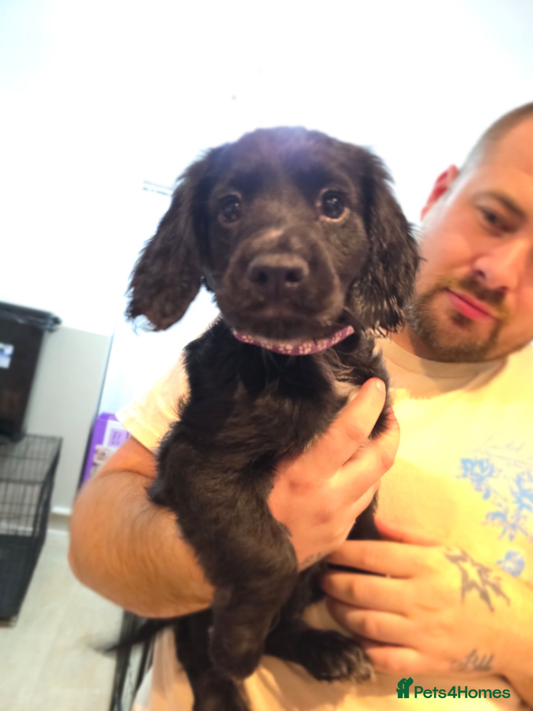 Cocker Spaniel dogs for sale: 1 left Working coker spaniel  - Advert 30