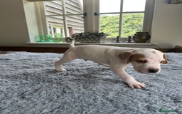 Pointer dogs for sale: KC reg Pointer Puppies - Image 27