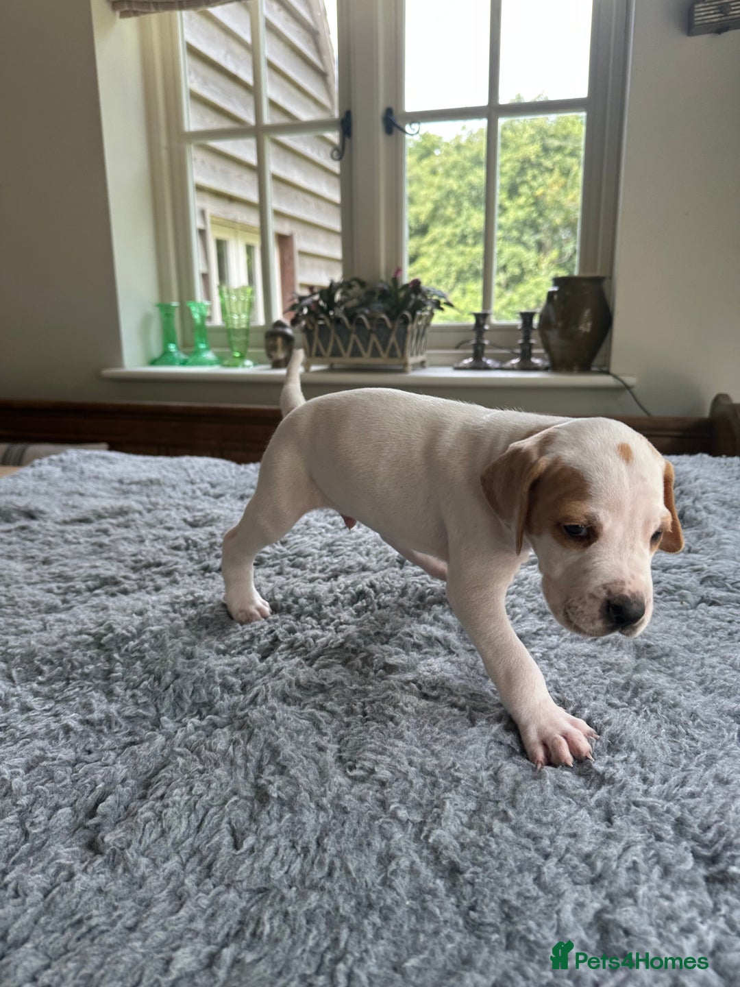 Pointer dogs for sale: KC reg Pointer Puppies - Image 27