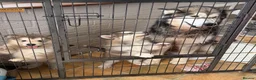 Alaskan Malamute dogs for sale: KC Registered  5 Week Old Puppy - Advert 3