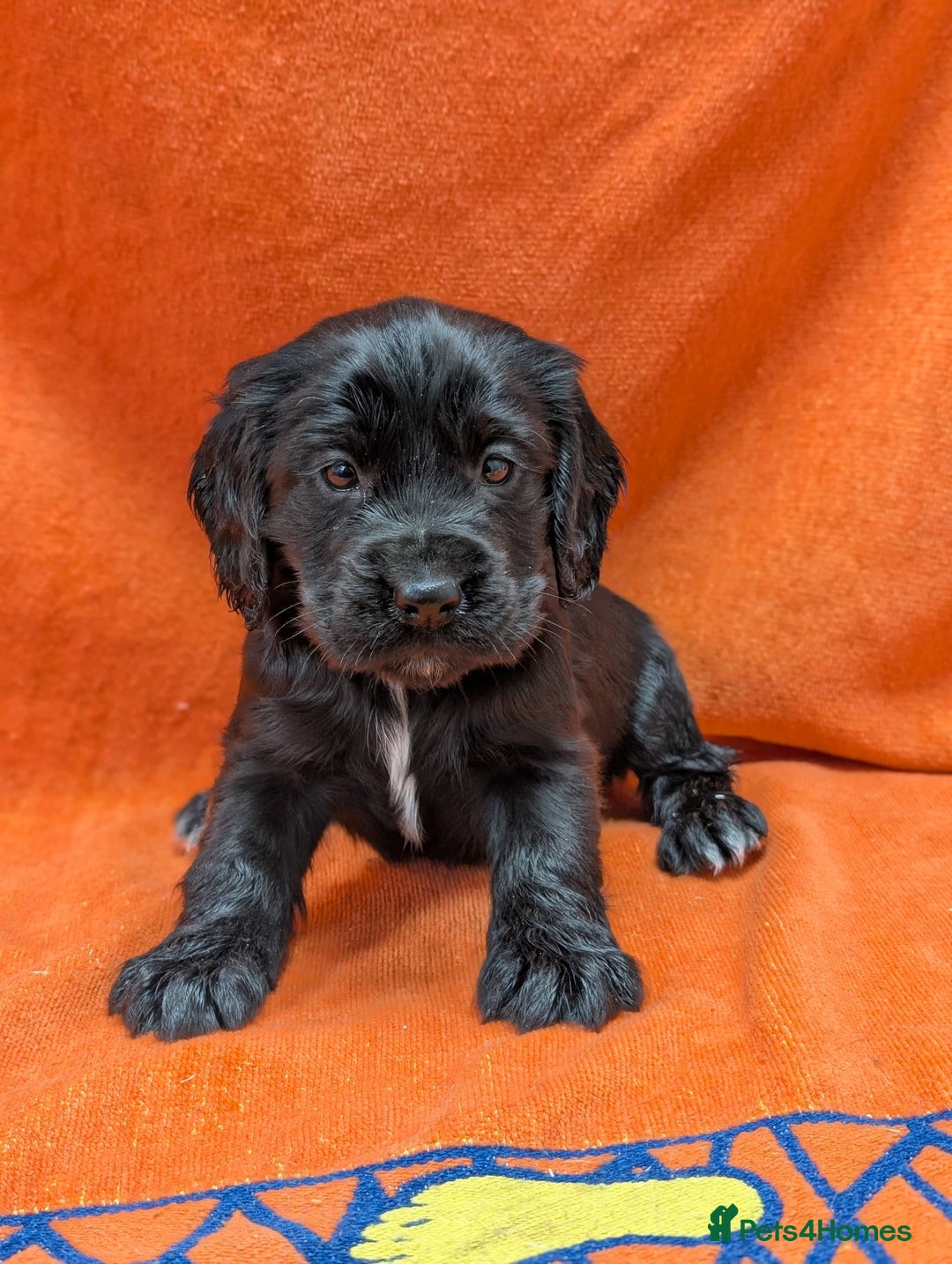 Cocker Spaniel dogs for sale: Ready now! KC registered, health tested cocker  - Advert 13
