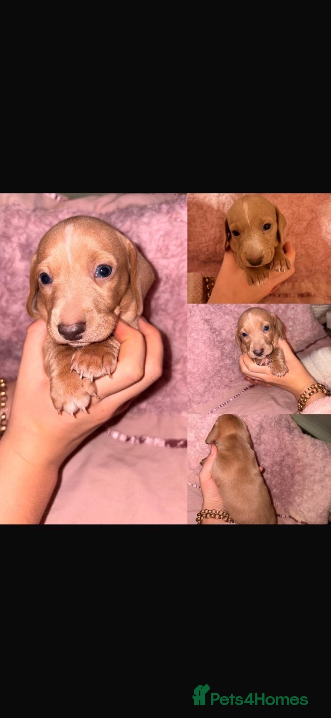 Dachshund dogs for sale: Beautiful Dashaund puppies  - Advert 9