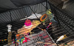 Budgerigars birds for sale: 2x budgies - Image 3