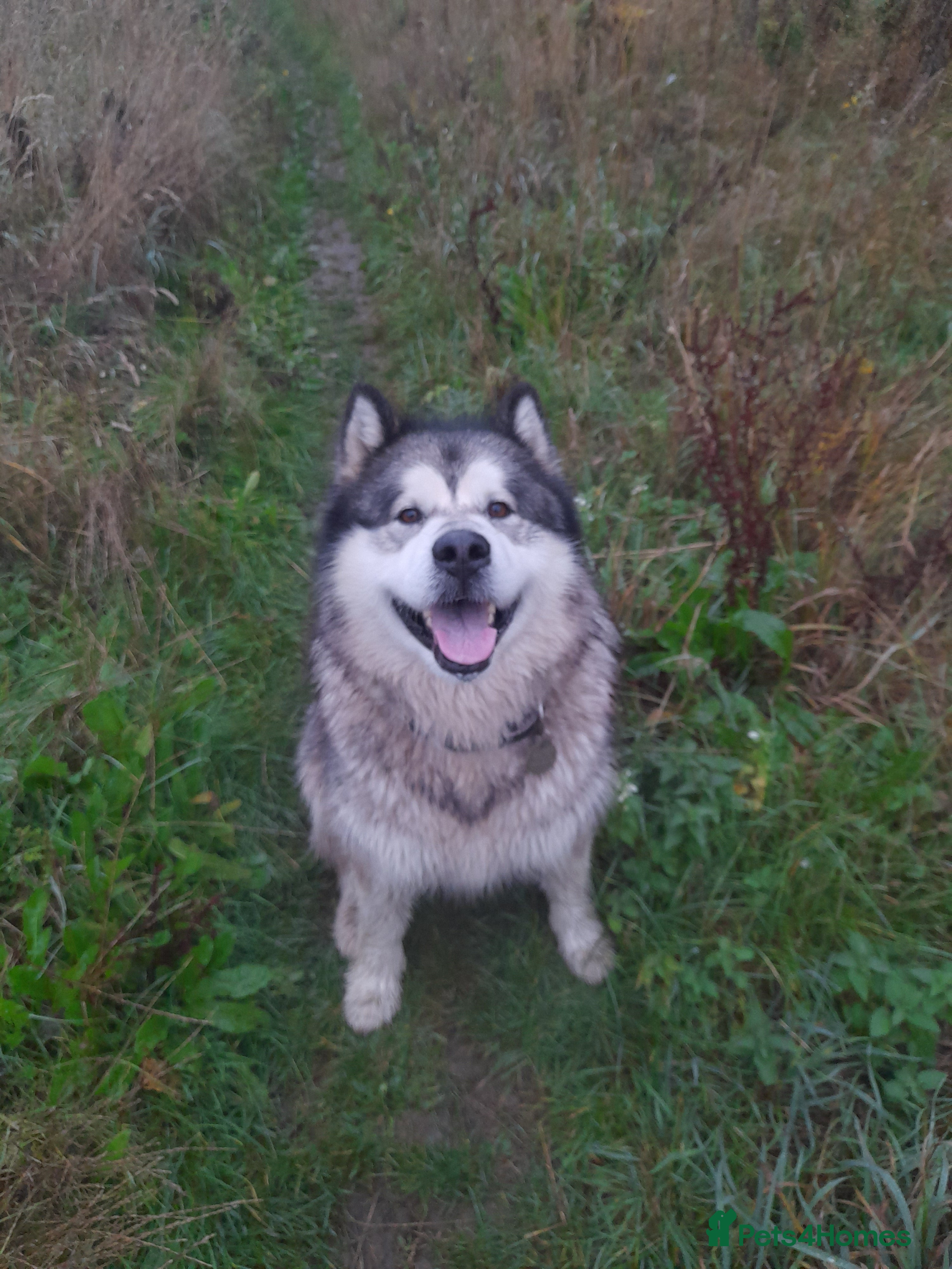 Alaskan Malamute dogs Female Alaskan Malamute  - Advert 1