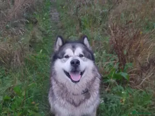 Alaskan Malamute dogs Female Alaskan Malamute - Advert 1