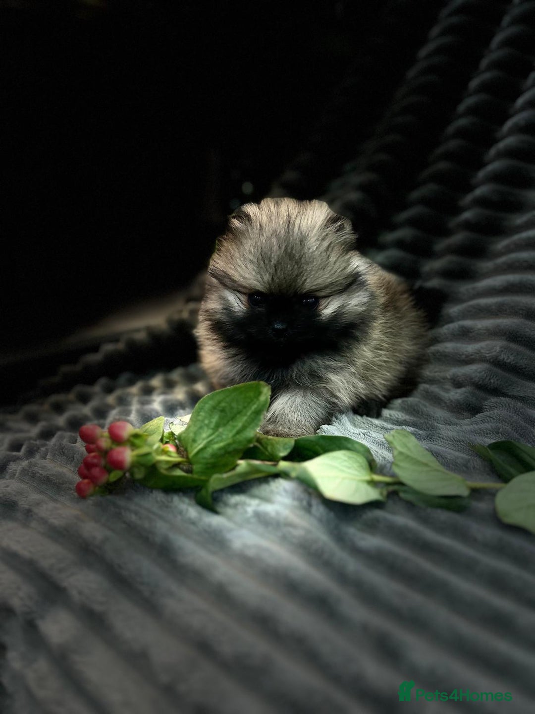 Pomeranian dogs for sale: Show quality tiny beautiful show stopper poms 💙🩷 - Advert 8