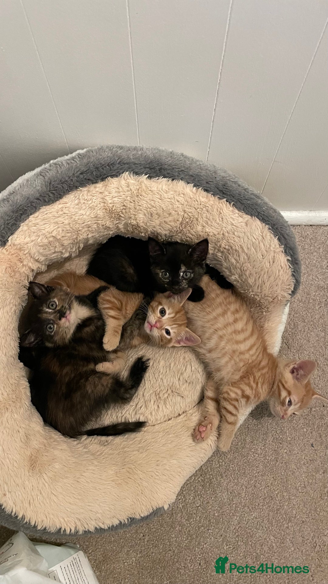 Mixed Breed cats for sale: 2 Beautiful Black (and ginger spots) Girl Kittens - Image 10