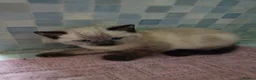 Mixed Breed cats for sale: Beautiful kitten - Advert 5