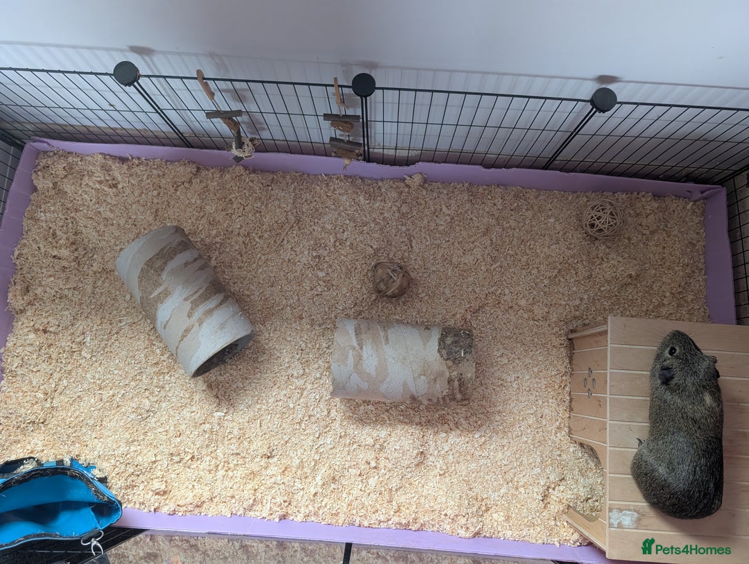 Guinea Pig rodents for sale: Free - Male solo guinea pig - Image 4