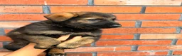 German Shepherd dogs for sale: Exceptional Czech German Shepherd WorkingLine Pups - Advert 18