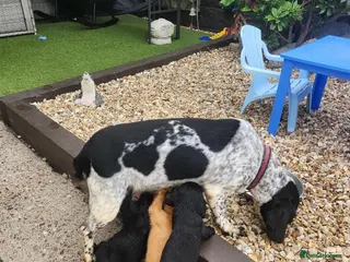 Sprocker dogs SPROCKERS - Advert 14