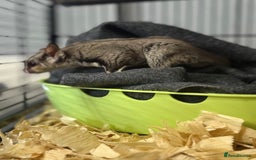 Sugar Glider rodents for sale: Two sugar gliders and full set up - Image 11