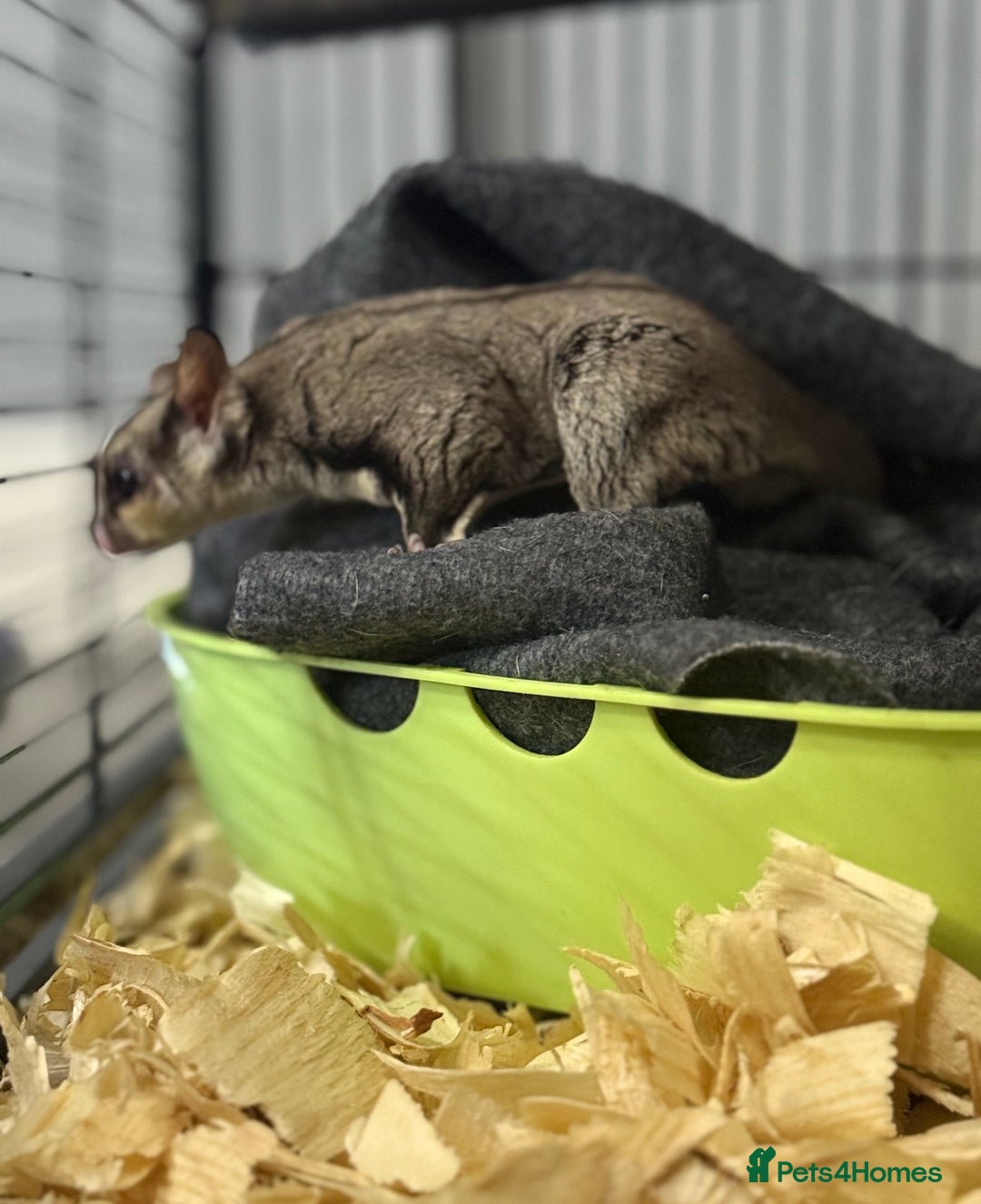 Sugar Glider rodents for sale: Two sugar gliders and full set up - Image 11