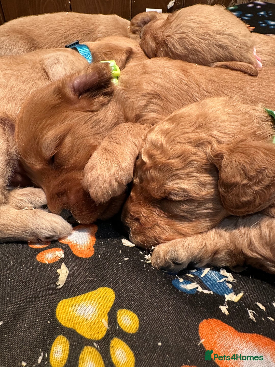 Labradoodle dogs for sale: Miniature Labradoodles from experienced breeder  - Advert 7