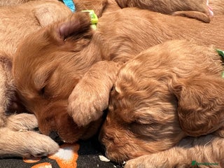 Labradoodle dogs Miniature Labradoodles from experienced breeder - Advert 1