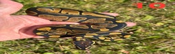 Python Snake reptiles for sale: 2025 Ball Python / Royal Python Hatchlings - Advert 8