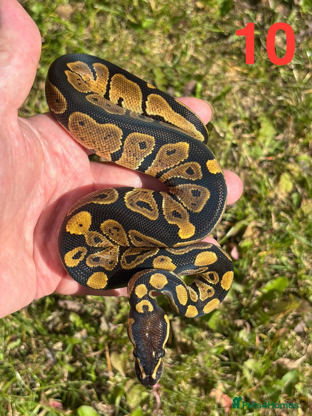 Python Snake reptiles for sale: 2025 Ball Python / Royal Python Hatchlings - Advert 3