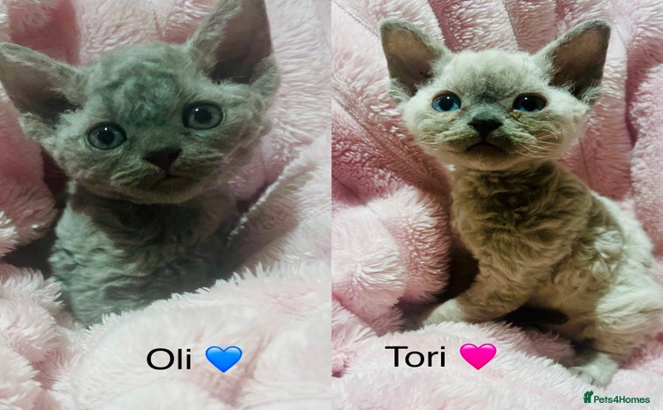 Devon Rex cats Outstanding Devon Rex Babies.  - Advert 10