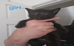 Mixed Breed cats for sale: 4 stunning kittens looking for there forever home  - Image 4