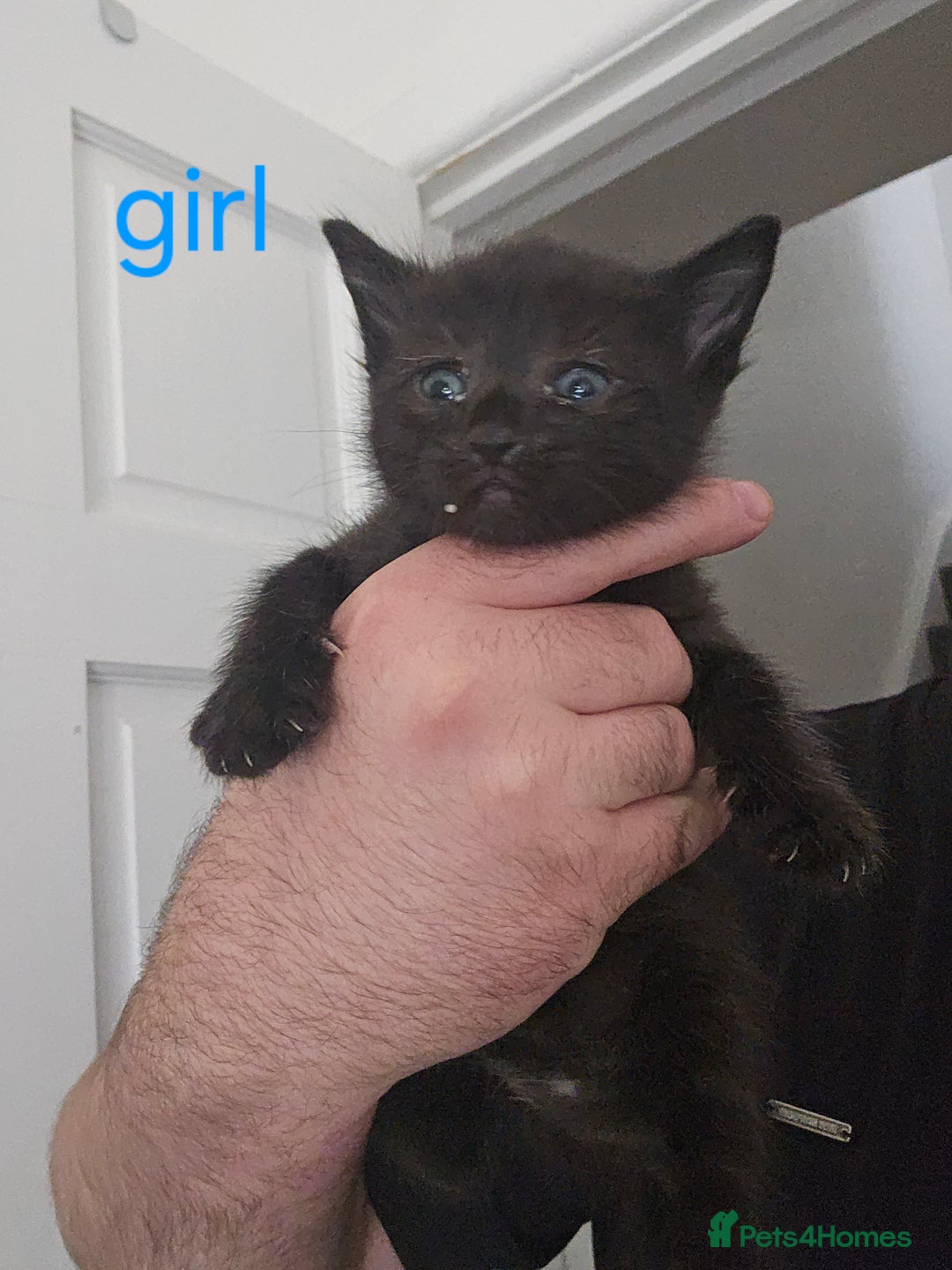 Mixed Breed cats for sale: 4 stunning kittens looking for there forever home  - Image 4