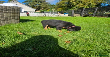 Rottweiler dogs - Advert 7