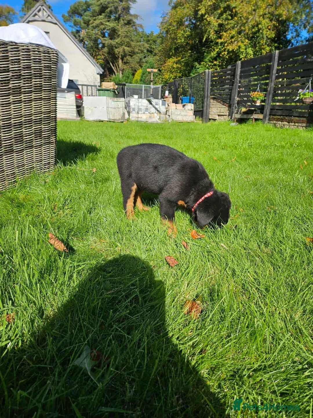 Rottweiler dogs for sale: Gorgeous KC Registered Rottweiler Puppies  - Image 2