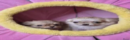Chihuahua dogs for sale: KC registered chihuahua girls - Advert 4