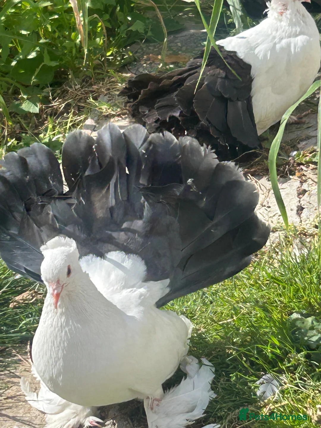 Pigeons birds for sale: Indian fantails - Advert 1