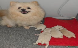 Mixed Breed dogs for sale: F1 Maltipom puppies from health tested parents  - Image 16